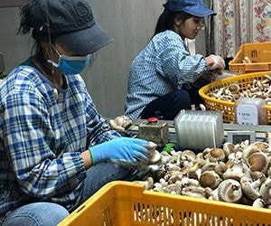 技能実習生＿受け入れ企業で働く＿新潟県A農場様