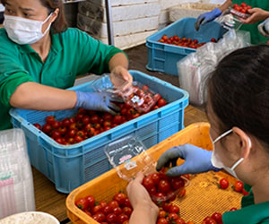 技能実習生＿受け入れ企業で働く＿大分県S農園様