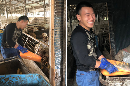 外国人技能実習生＿大分の管理組合プラスシーファクトリー協同組合＿2020年10月三重県の養豚場